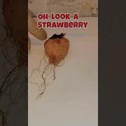 Pipi Strawberry