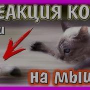 Реакция Кота Васи На Японских Мышек Инстинкт Хищника Кошки Мышки