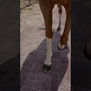 Horse Walking Music