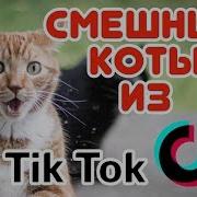 Кот Из Тик Тока