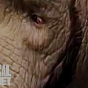 Indi Elephant