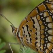 Butterfly Waltz