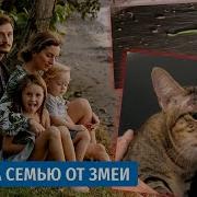 Кошка Мася