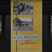 Big Horse Mating Compilation 2019 Horse Breeding Animals Mating