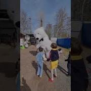 Ростовой Медведь На День Рождения