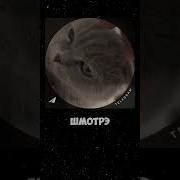 T2X2 Мем