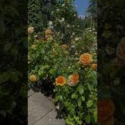 Dreaming In Roses