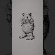 Pipi Potato