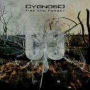 Dark Wolf Mixing Cygnosic