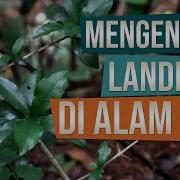 Bahan Bonsai Landepan Di Alam Liar