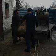 Гисарскийе Кочкор