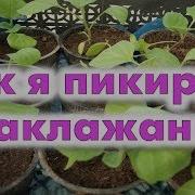 Как Правильно Проводить Пикировку Баклажанов Выращивание Баклажан В Улитке