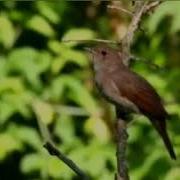 Bulbul Nolasi