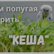 Кеша Привет