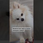 Померанский Шпиц Лает