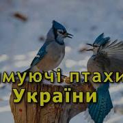 Осілі Зимуючі Птахи України