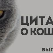 Выражения Про Котов