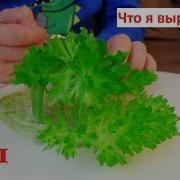 Лучистый Кристалл 119
