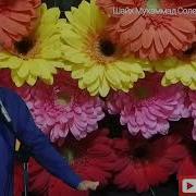 Шайх М С Пурдил Буса Кардани Шармгохи Зан Чоиз Хаст Ё На