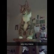 Tango Meows