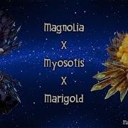 Magnolia Myosotis Marigold