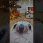 Готовим Пельмени С Блоптоп