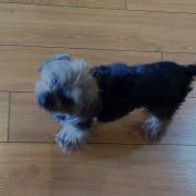 Peanut The Yorkie Howls