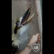 Kookaburra Laughing Remix