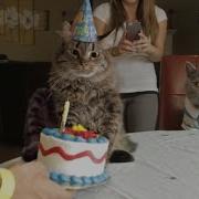 Happy Birthday Cats