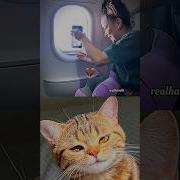 Cat Dancing Meme