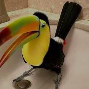 Tucan