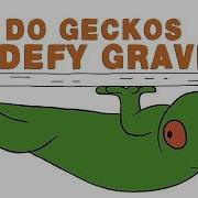 How Do Geckos Defy Gravity