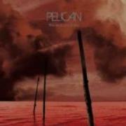 Ephemeral Pelican