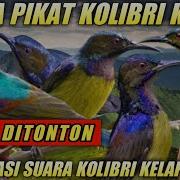 Dowload Mp3 Korlap Dan Kamade