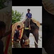 Elefante Speed