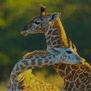 Girafe