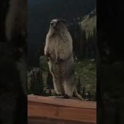 Крот Кричит