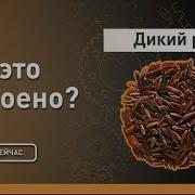 Дикии Рис Как Это Устроено Discovery