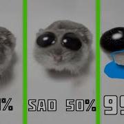 Sad Hamster