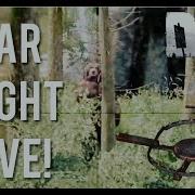 Dayz Bear