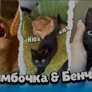 Симбочка Пимпочка Бенчик