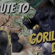 I M A Silverback