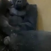 Monkey Sex