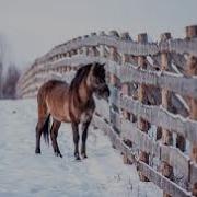 Смешные Приколы Однажды В Студеную Зимнюю Пору Лошадка Пиписькой