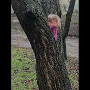 Sematary Bass Boosted