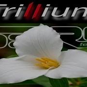 Trillium S3Rl