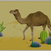 Camels Dance