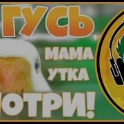 Я Гусь Мама Утка Смотри Я Кручусь Туды Сюды