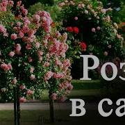В Саду Розы Цветут Для Тебя