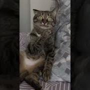 Озвучка Кота Шортс